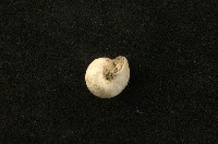 老子盾蝸牛藏品圖，第2張